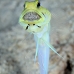 jawfish_yellowhead_oc_jar_v_0118_cub0624.jpg